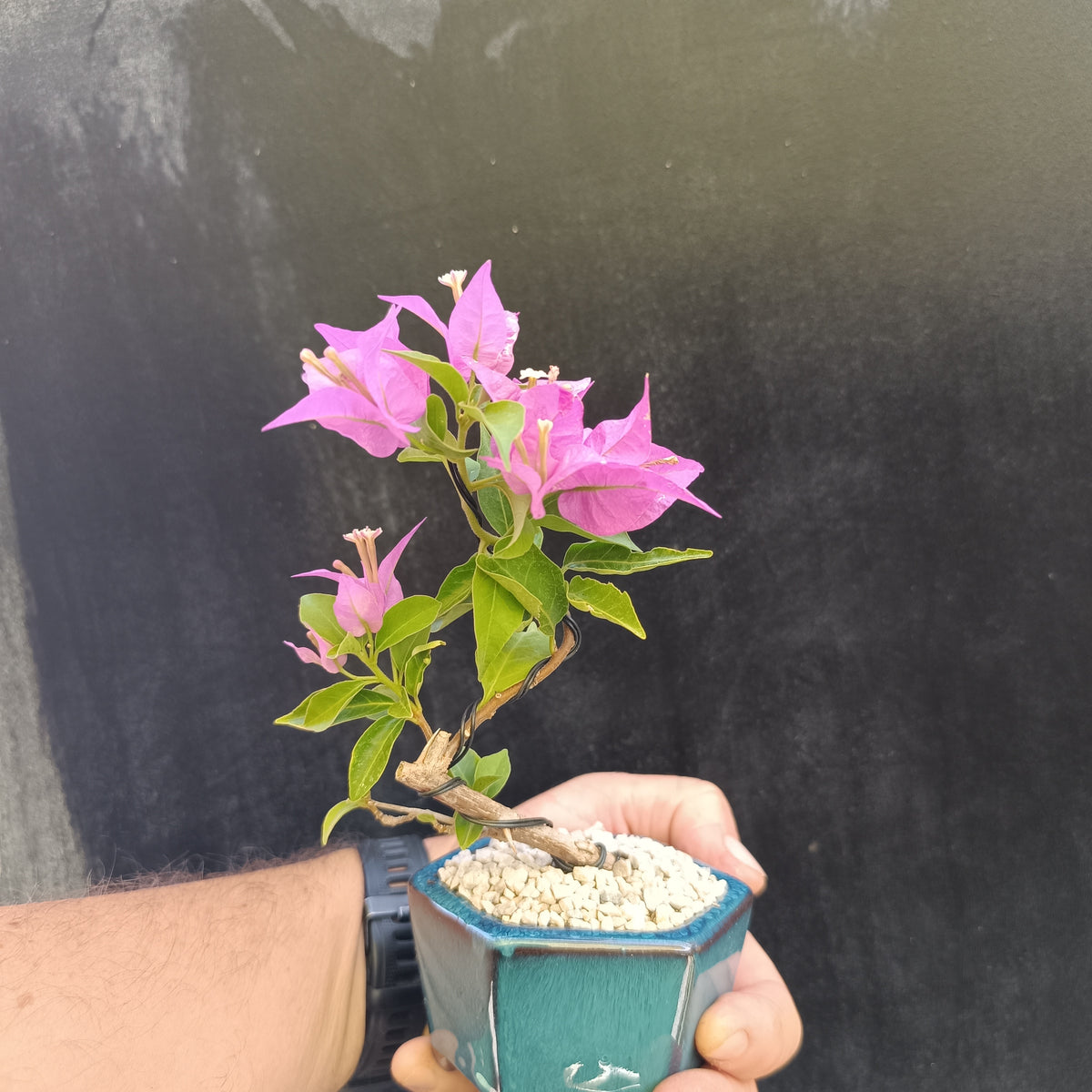 Mini Bonsái Bugambilla (Bougainvillea) en Maceta de Cerámica China