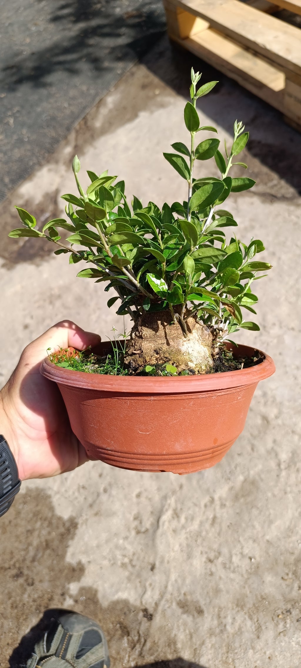 Prebonsai Olea europea var. Sylvestris