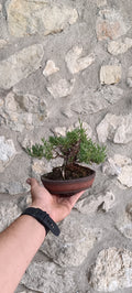 Bonsái Lavandula Dentata – Ejemplar Único