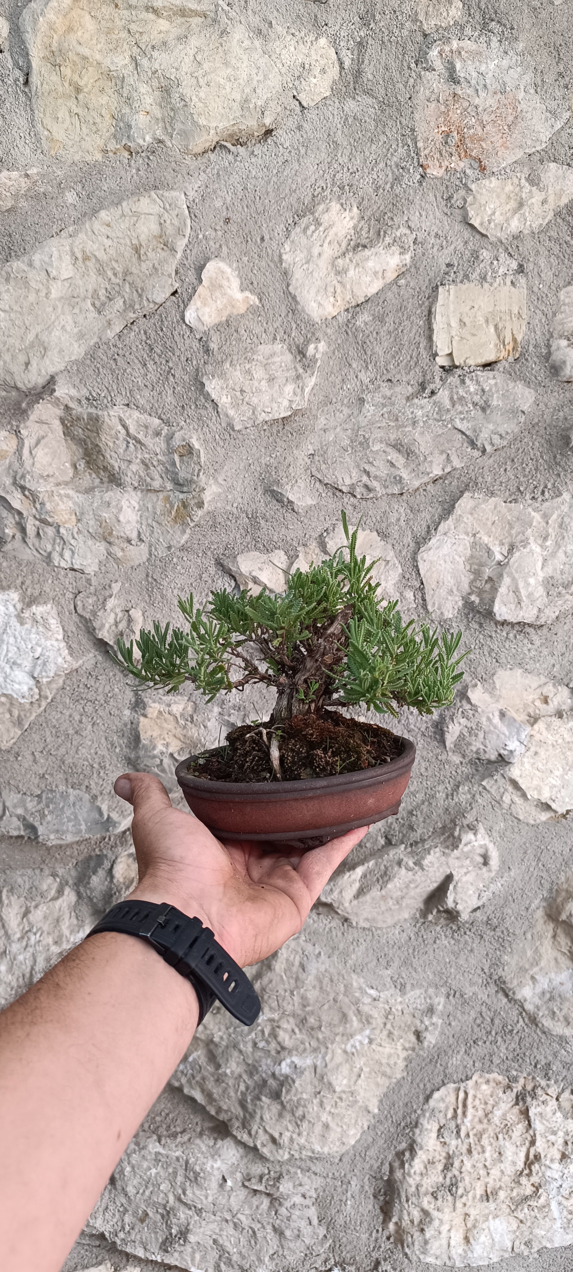 Bonsái Lavandula Dentata – Ejemplar Único