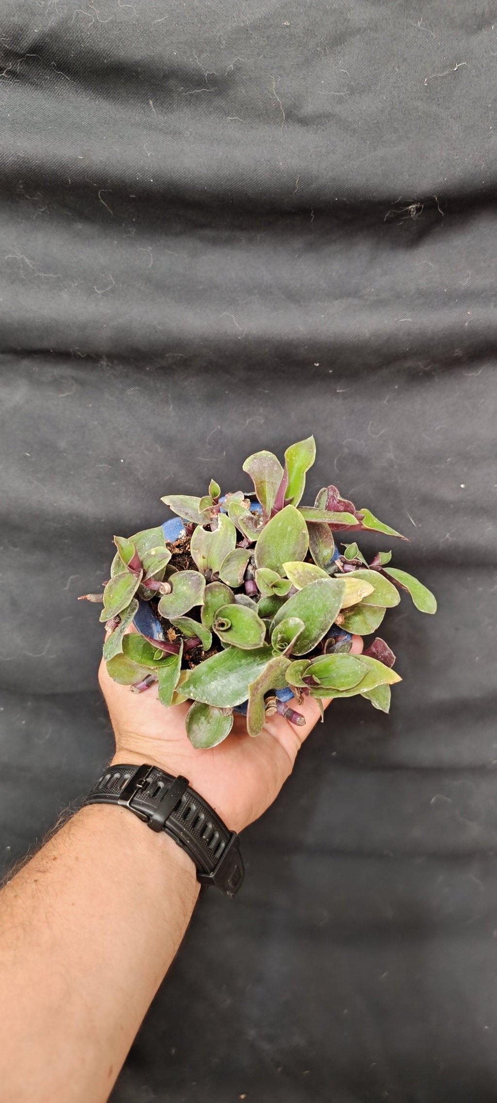 Kusamono Tradescantia en maceta de cerámica china azul redondeada, vista frontal con mano para escala