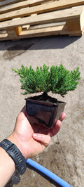 Prebonsai Mini Juníperos Procumbens nana