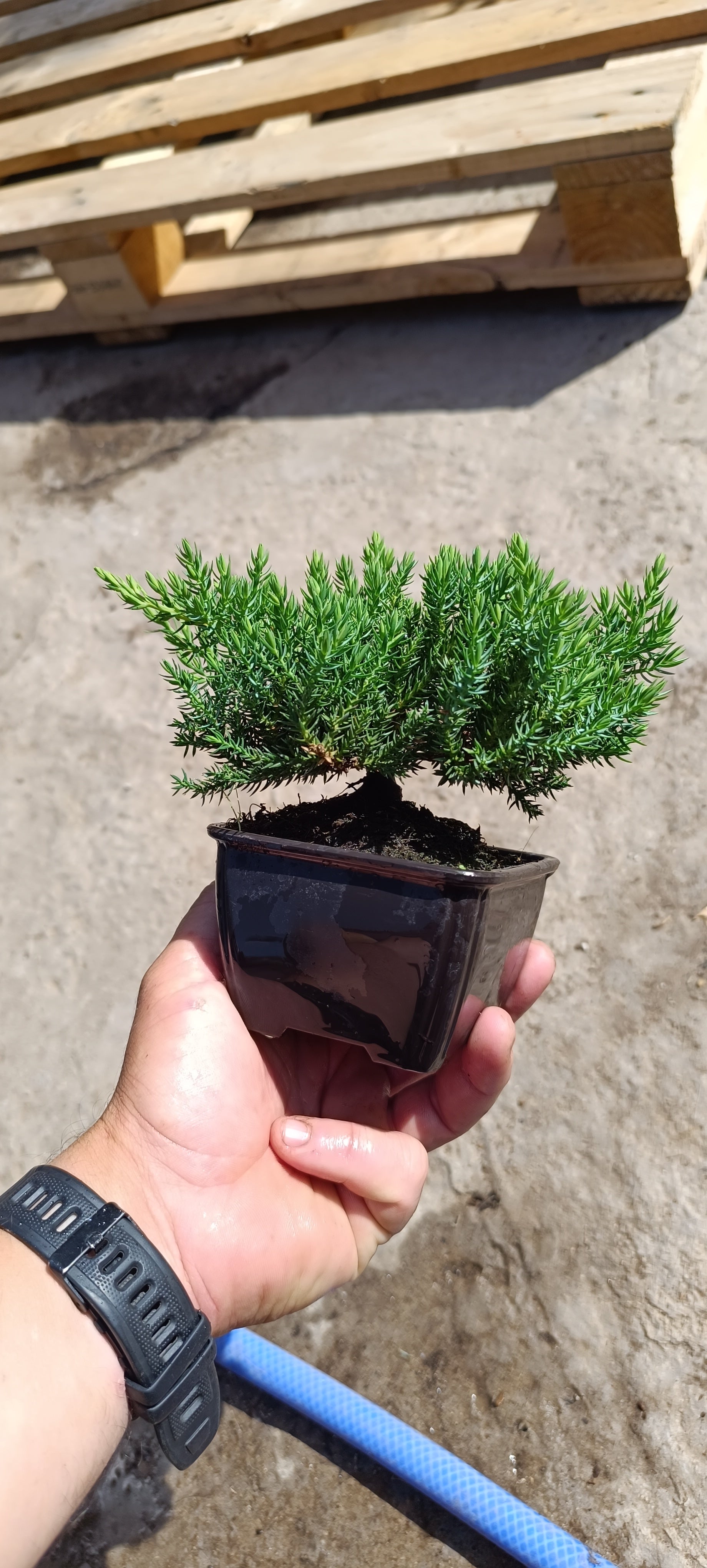 Prebonsai Mini Juníperos Procumbens nana