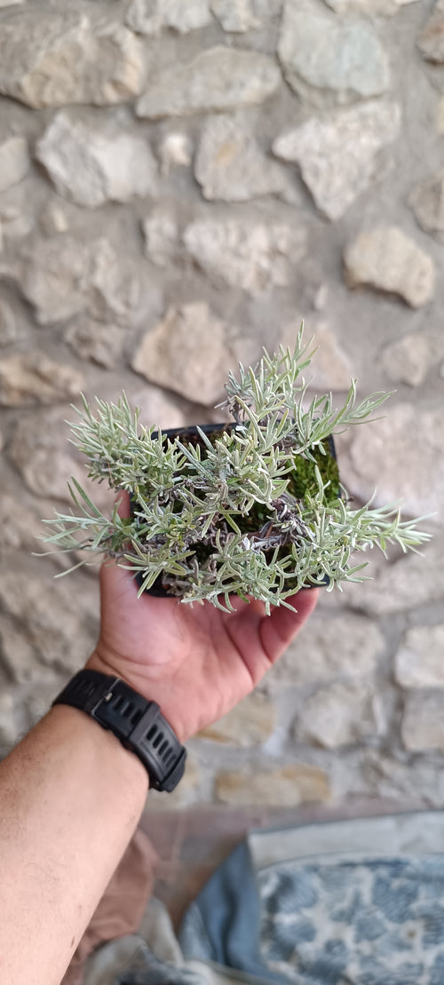 Bonsái de Curry Mini - Helichrysum Italicum