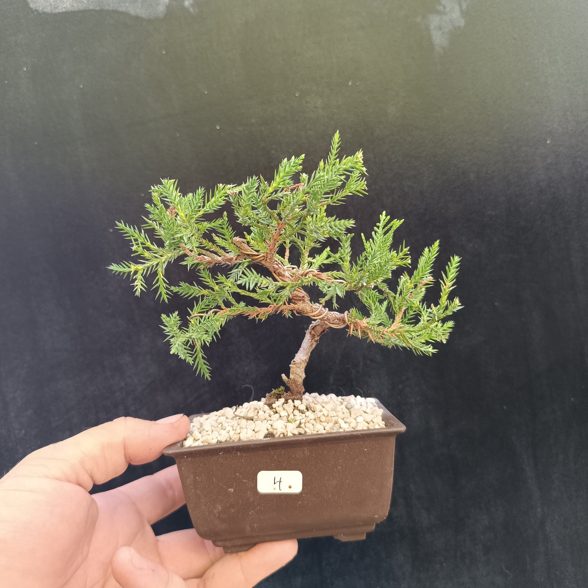 Mini Bonsái Junipero San José nº4 — Ejemplar Único