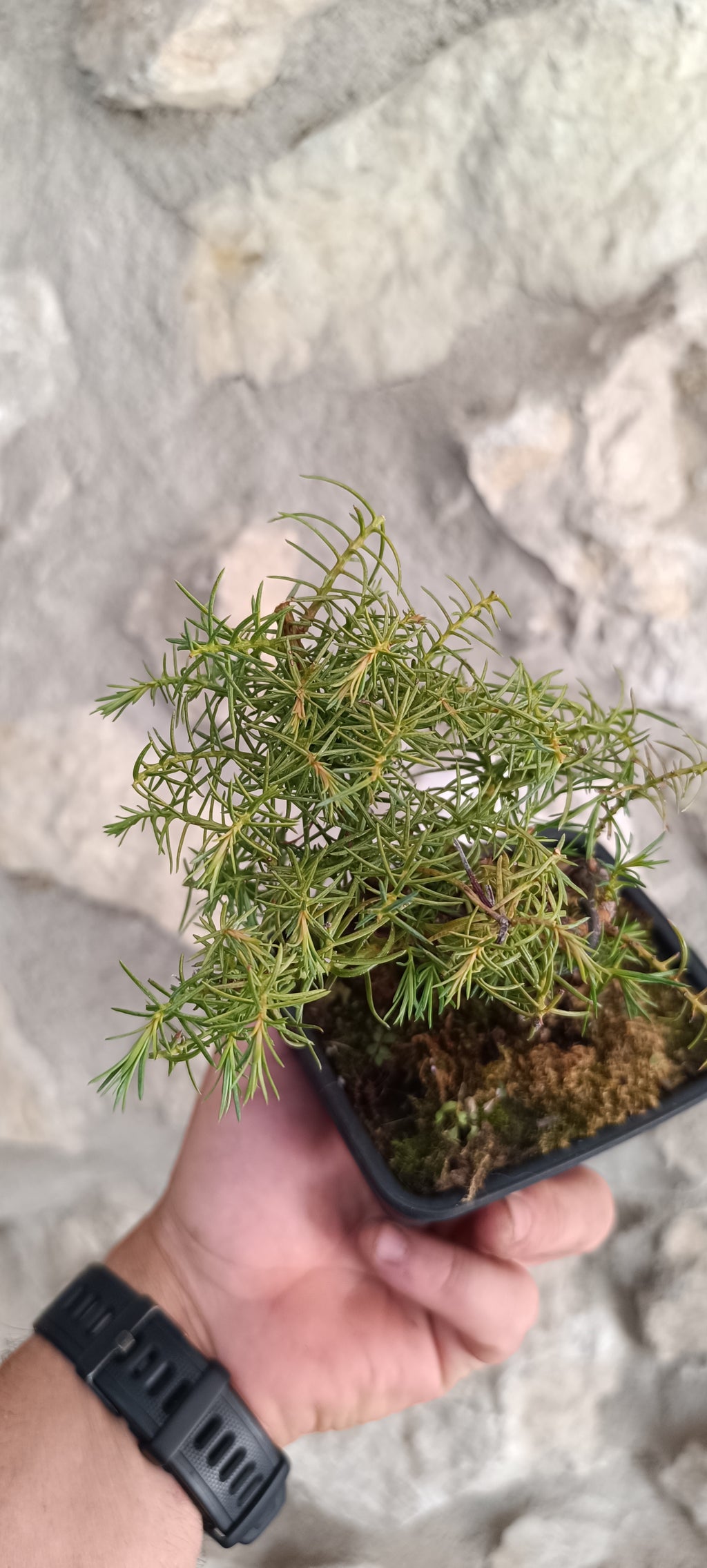 Mini Bonsai Cryptomeria Japonica 'Elegans'