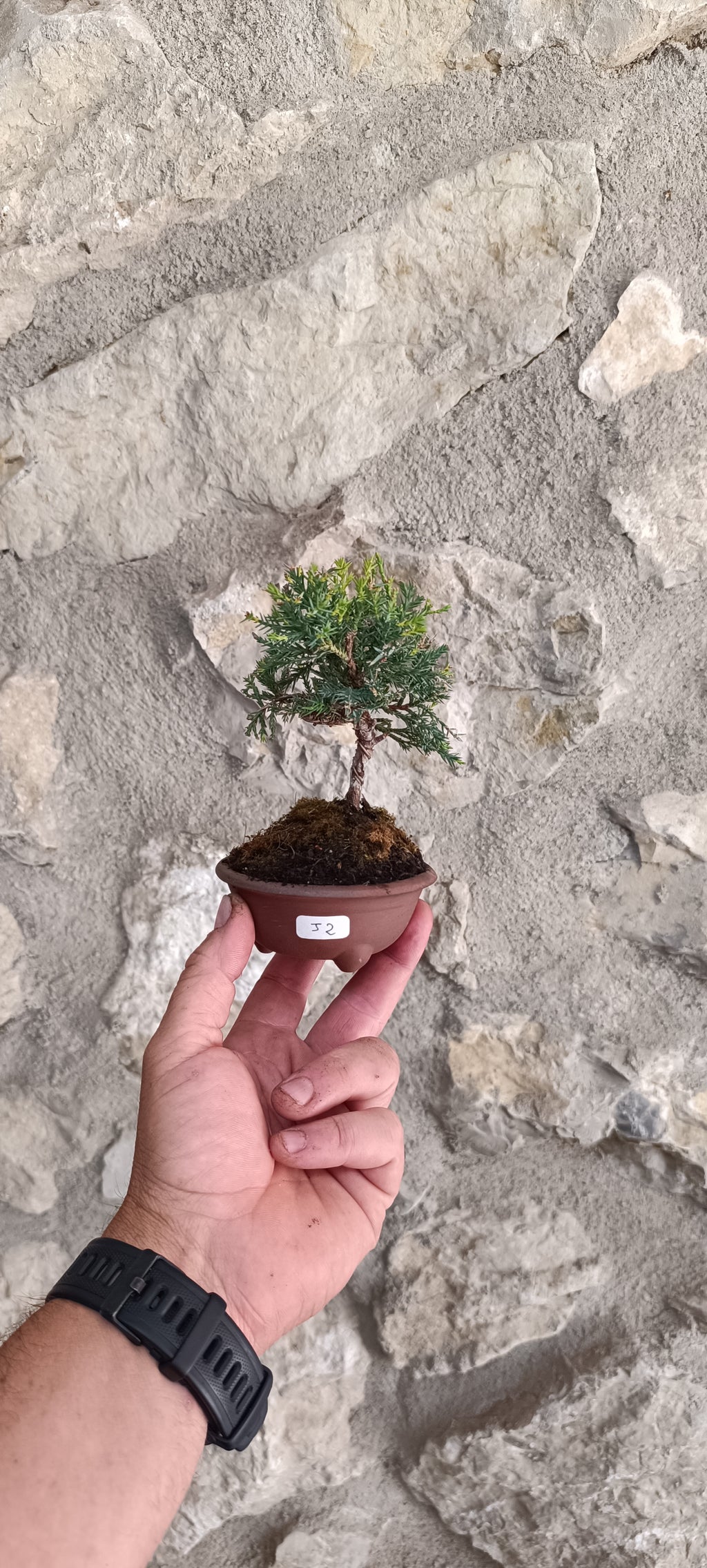 Mini Bonsai Junipero n°2