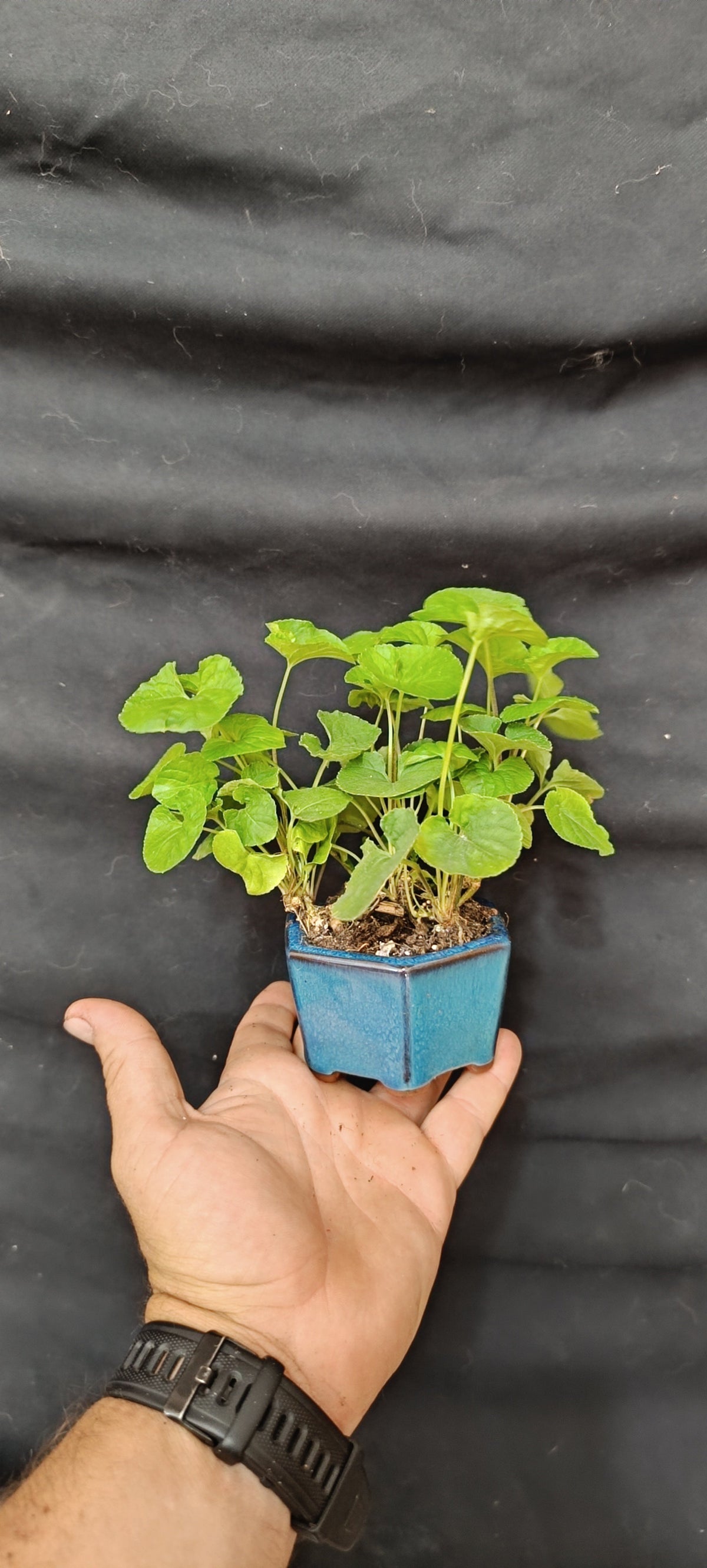Kusamono Violeta Olorosa Viola odorata, vista superior del follaje redondeado verde