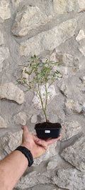 Mini Prebonsái Acer palmatum 'Butterfly' APB1