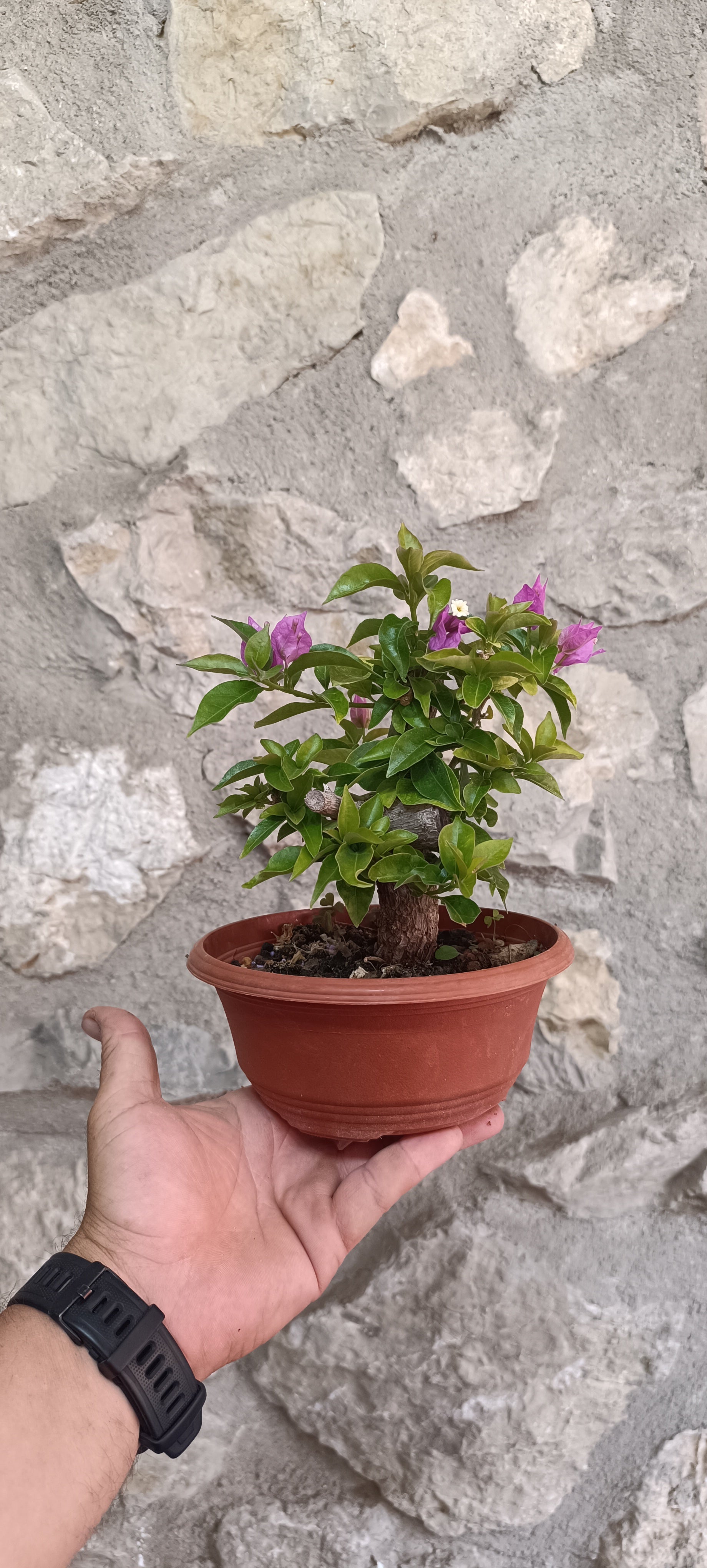 Prebonsai de Bugambilla nº3 (Bougainvillea)