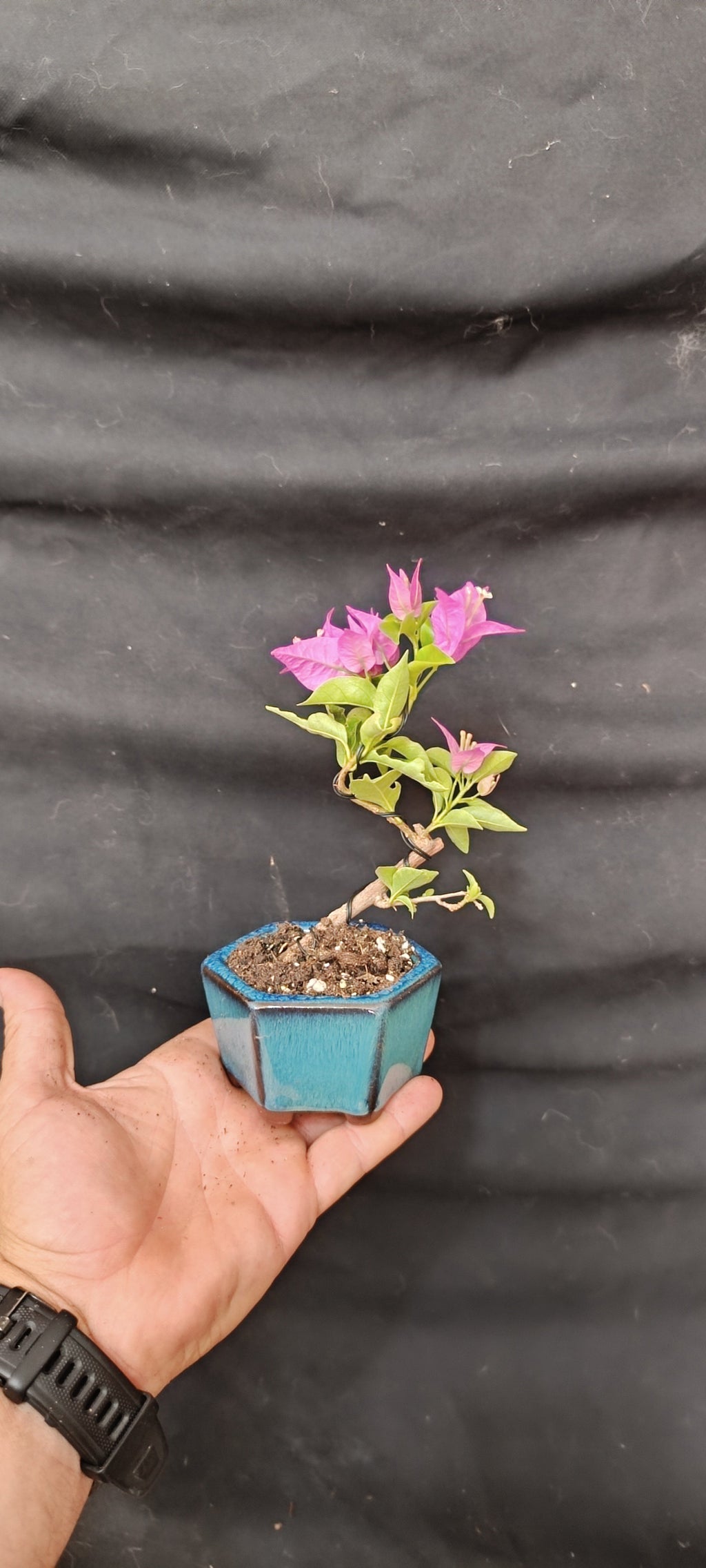 Mini bonsái Bugambilla Bougainvillea en maceta de cerámica china azul hexagonal, vista general con mano para escala