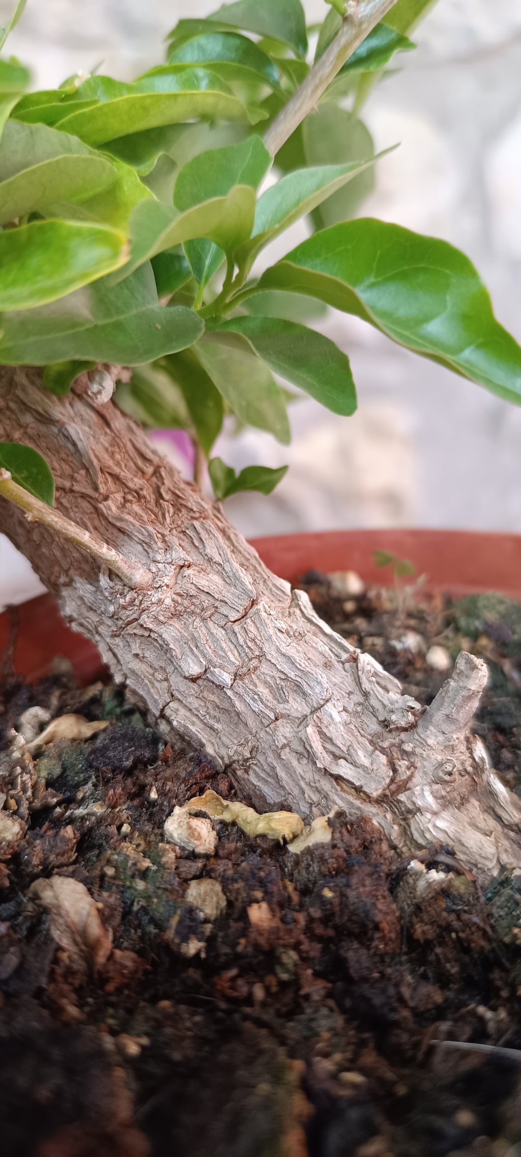 Prebonsai de Bugambilla nº5 (Bougainvillea)