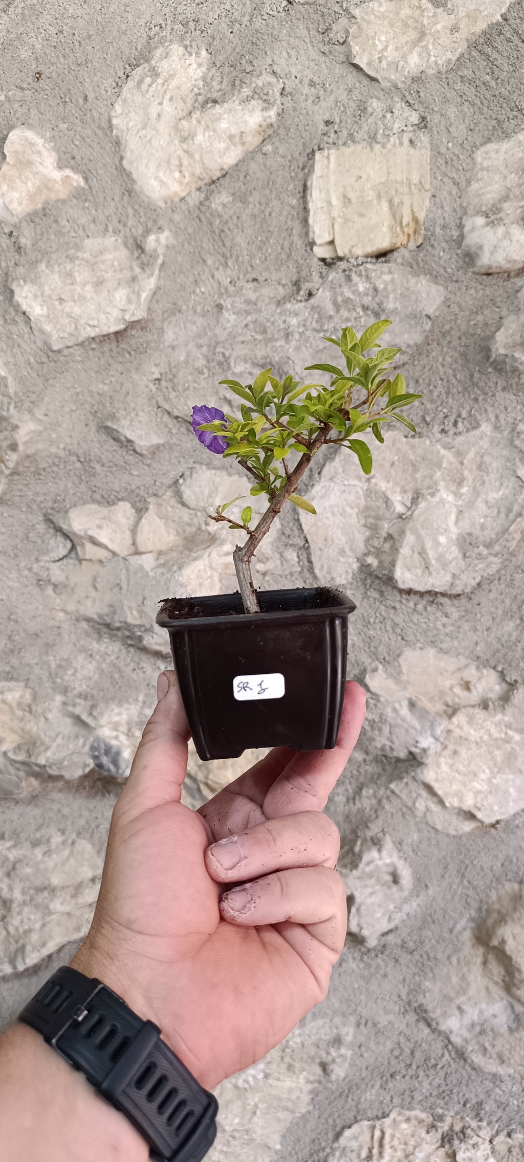 Mini Prebonsái Solanum Rantonnetii – Jazmín Azul Florido