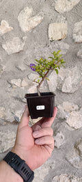 Mini Prebonsái Solanum Rantonnetii – Jazmín Azul Florido