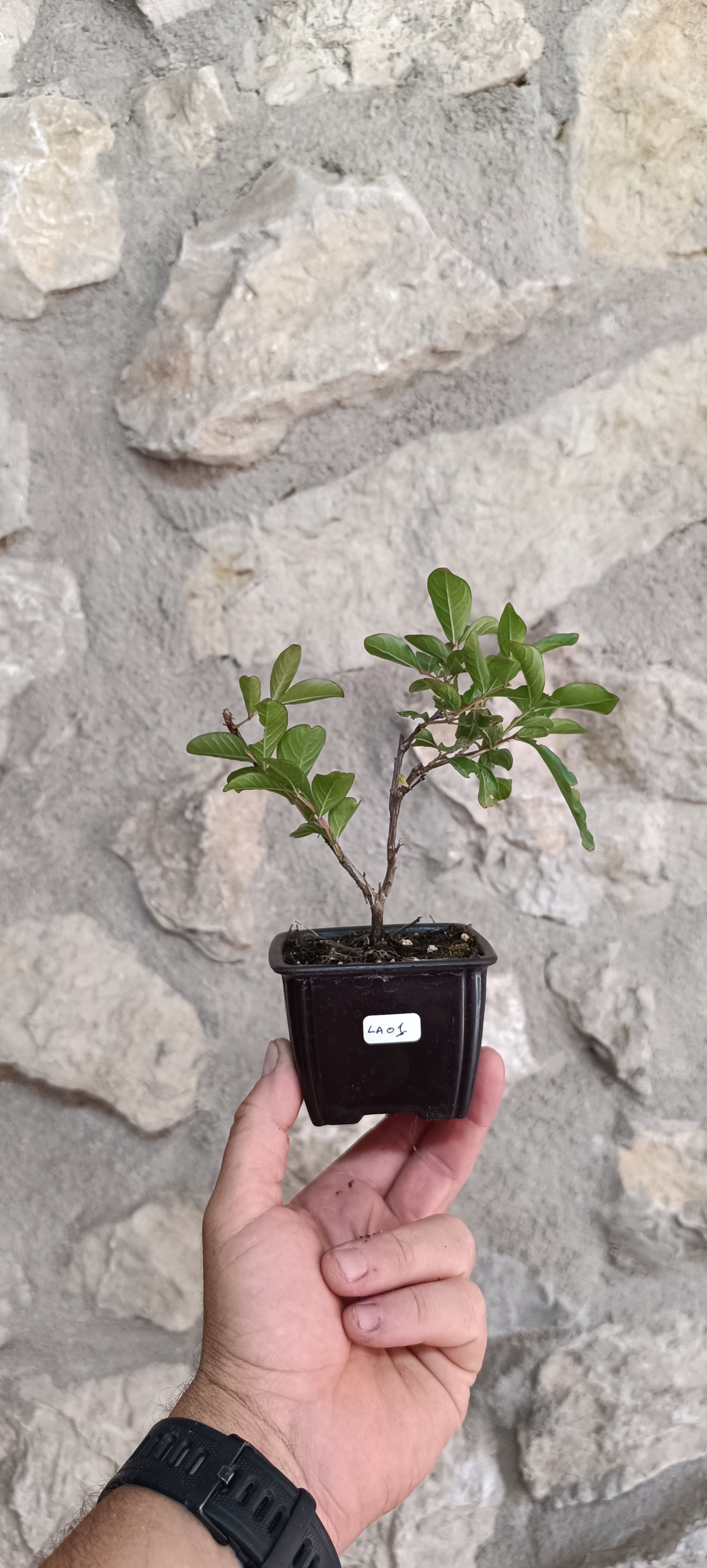 Lagerstroemia indica flor rosa - Mini Pre Bonsái
