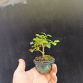 Mini bonsái de Ligustrum sinensis aligustre chino en maceta azul cerámica