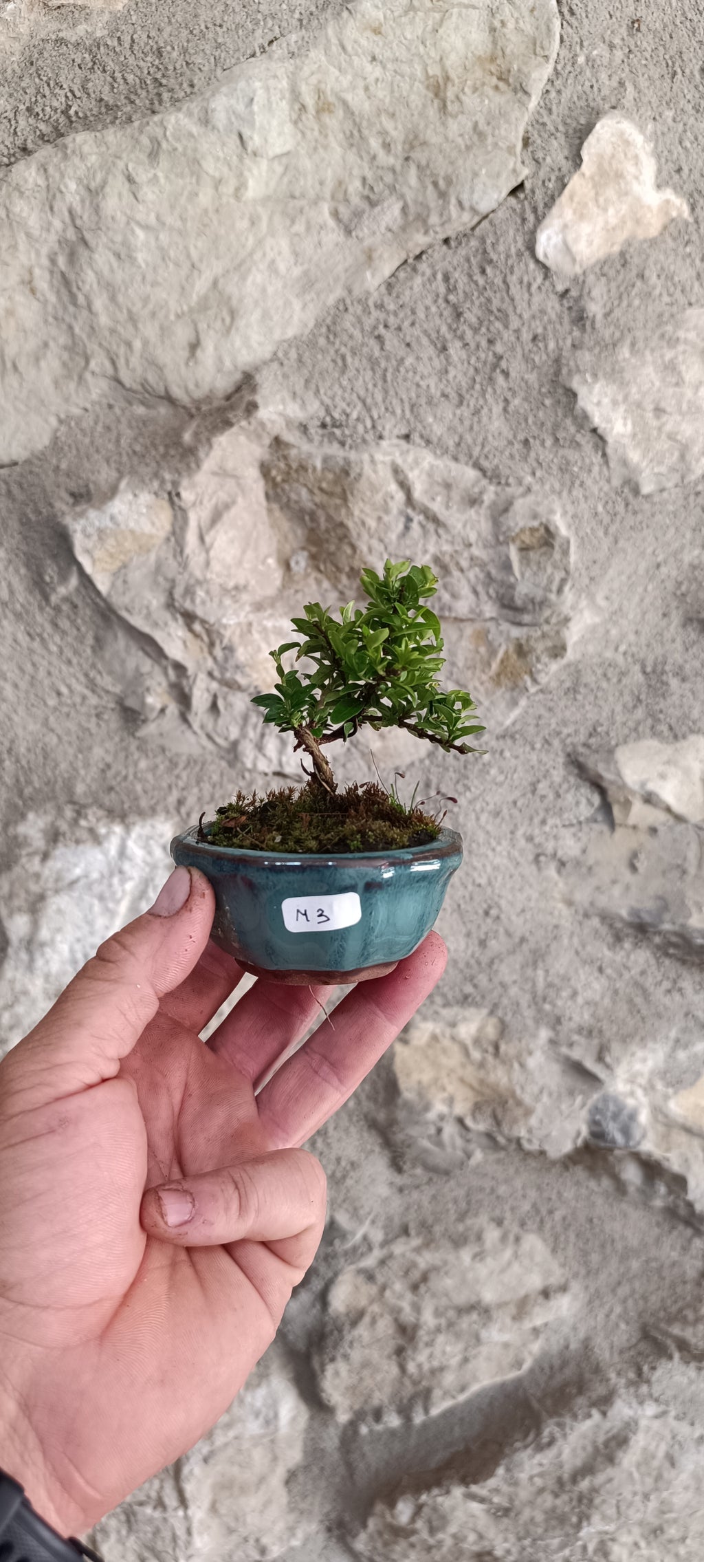 Mini Bonsái Madreselva Enana  nº3