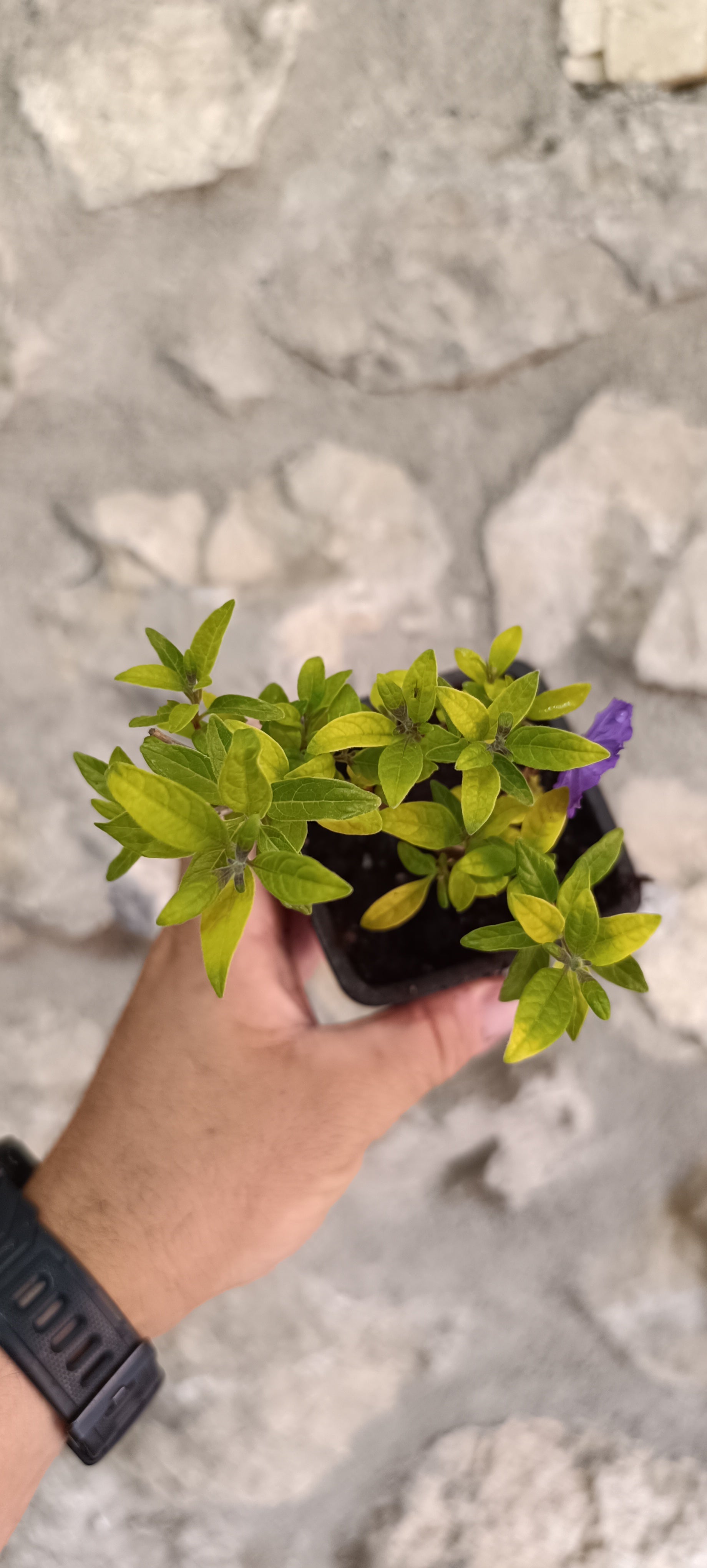 Mini Prebonsái Solanum Rantonnetii – Jazmín Azul Florido