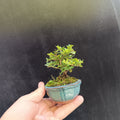 Mini bonsái de Lonicera nitida madreselva enana nº5 en maceta azul cerámica