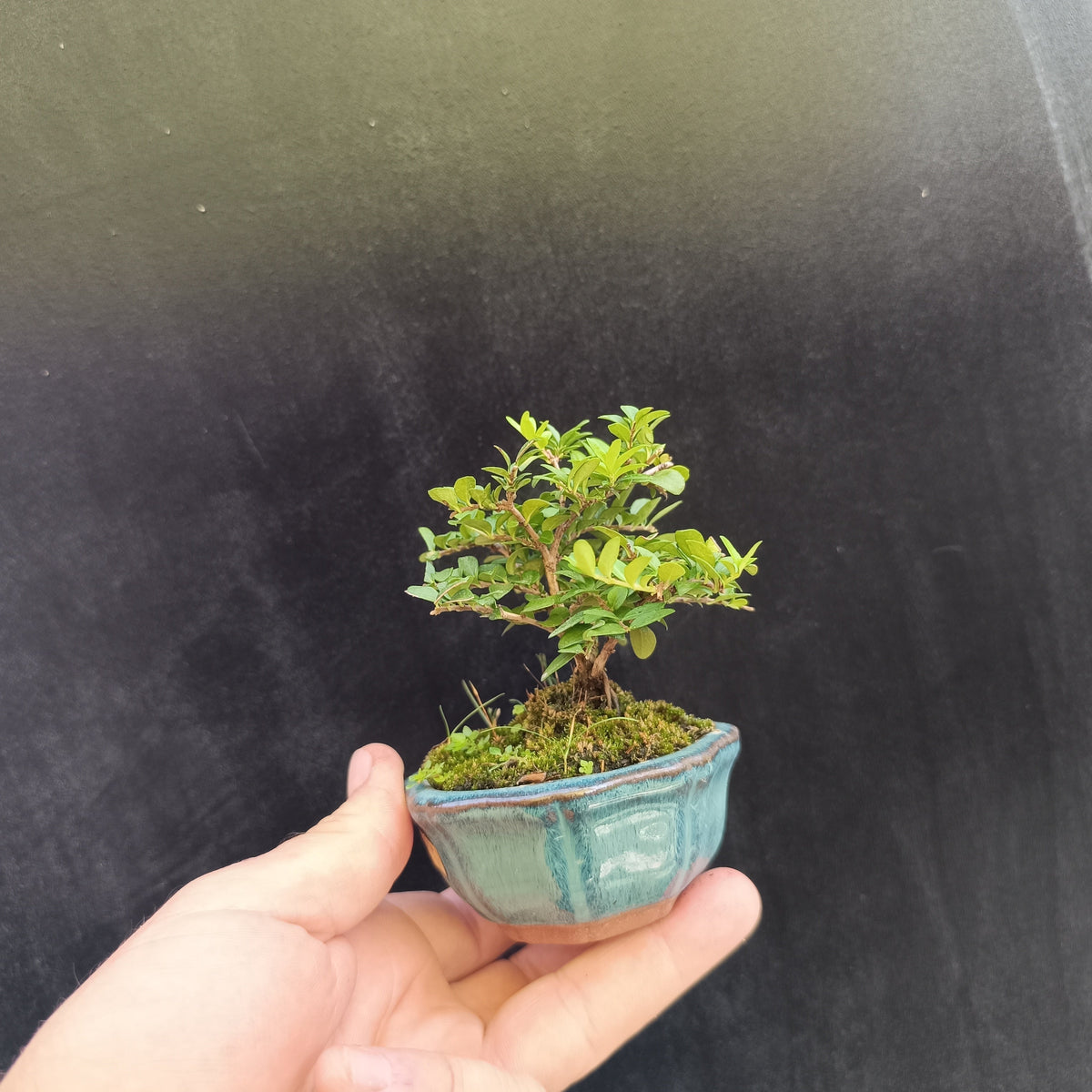 Mini bonsái de Lonicera nitida madreselva enana nº5 en maceta azul cerámica