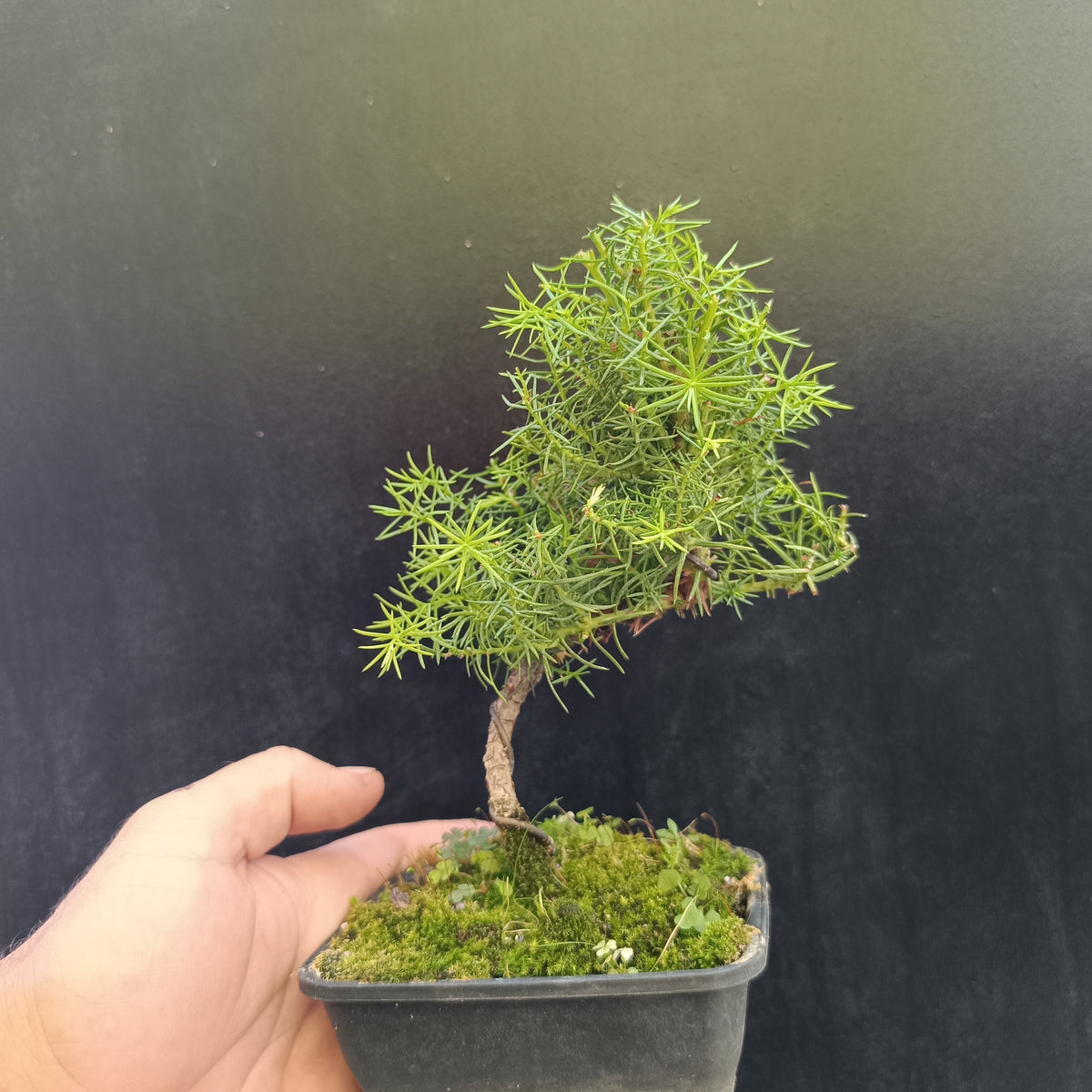 Mini Bonsai Cryptomeria Japonica 'Elegans'