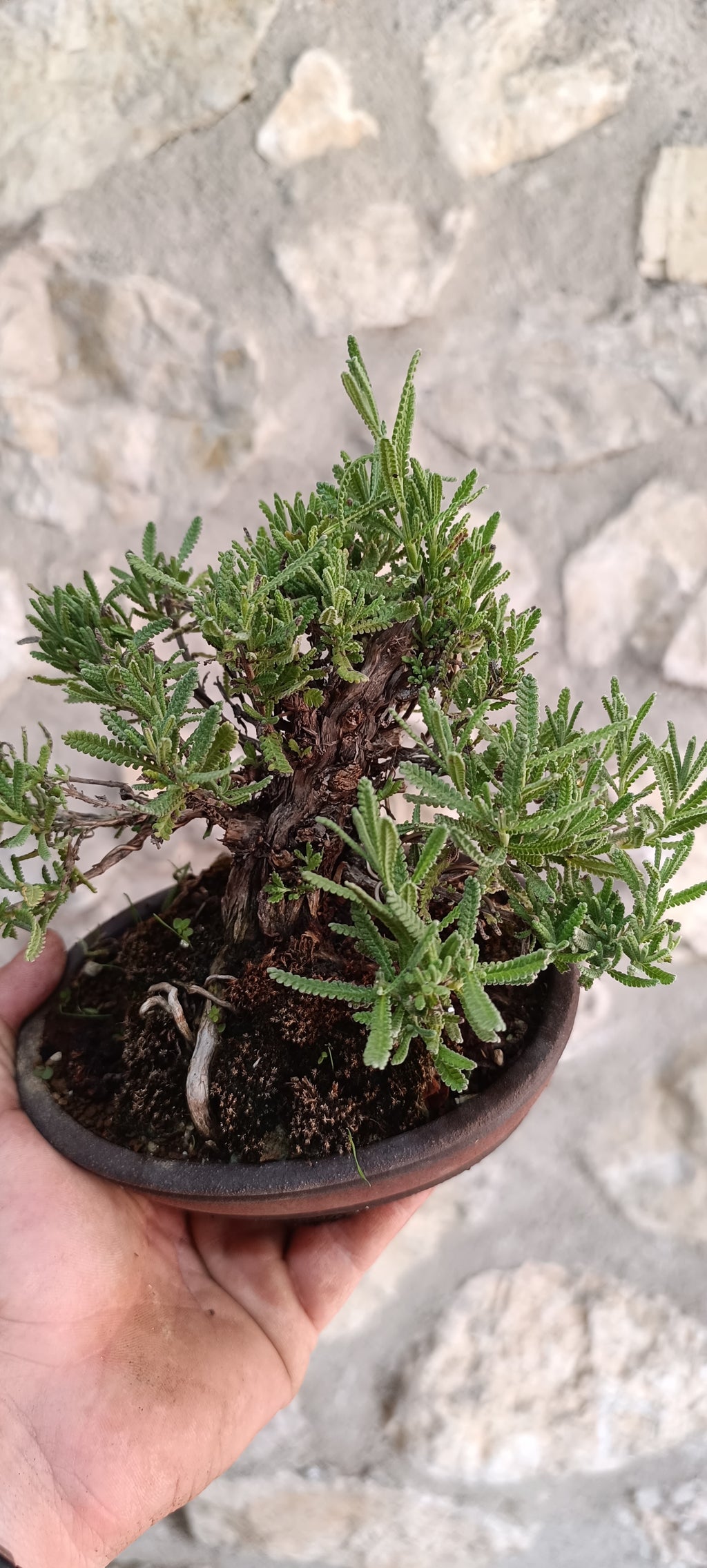 Bonsái Lavandula Dentata – Ejemplar Único