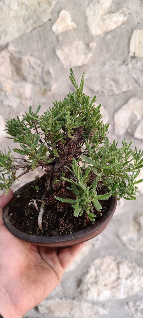 Bonsái Lavandula Dentata – Ejemplar Único