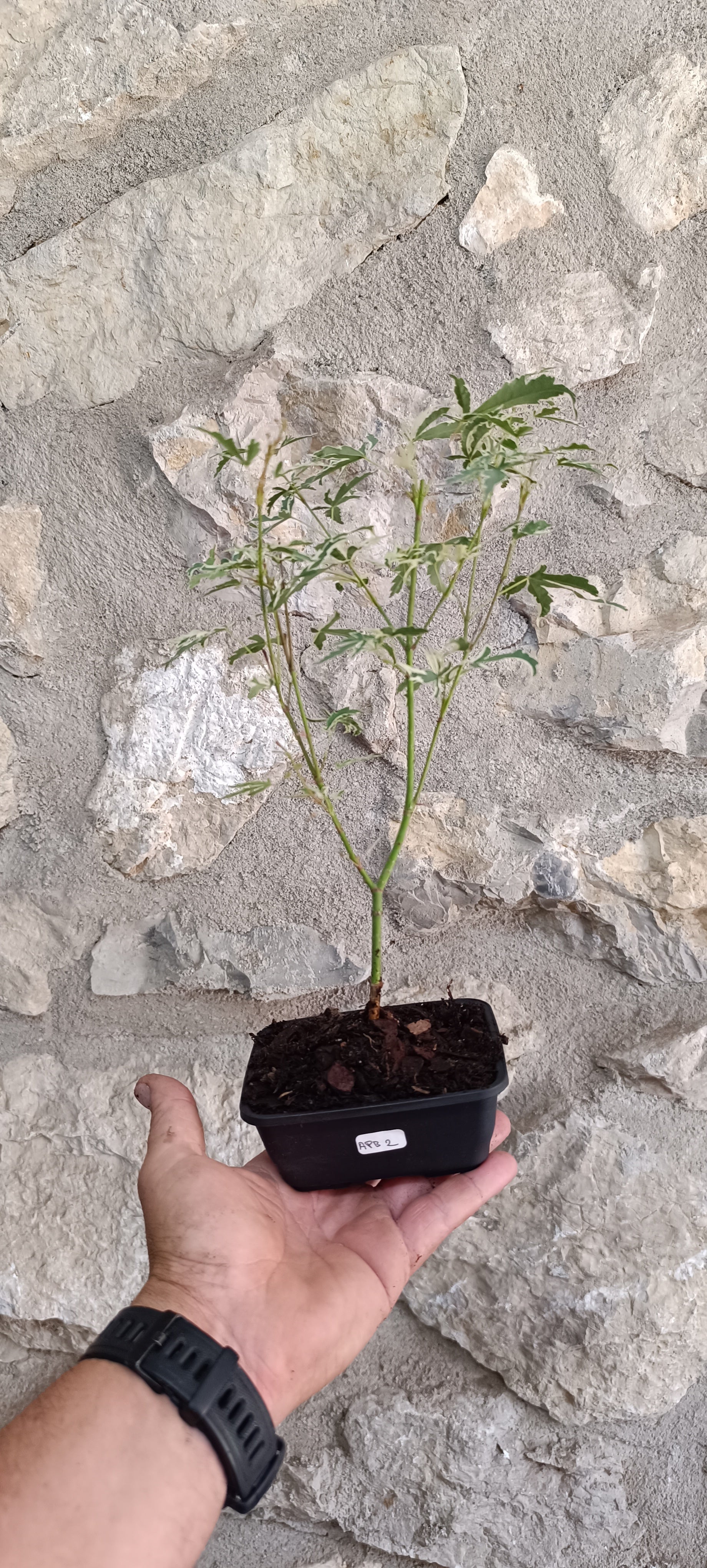 Mini Prebonsái Acer palmatum 'Butterfly' APB2