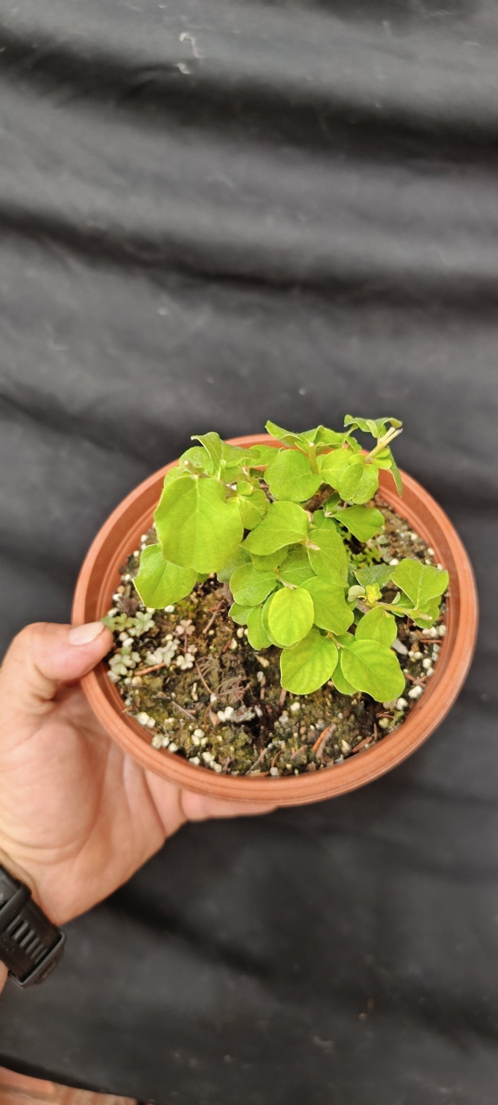 Prebonsái Membrillero Común Nº1, vista superior mostrando follaje verde aterciopelado y estructura de ramas
