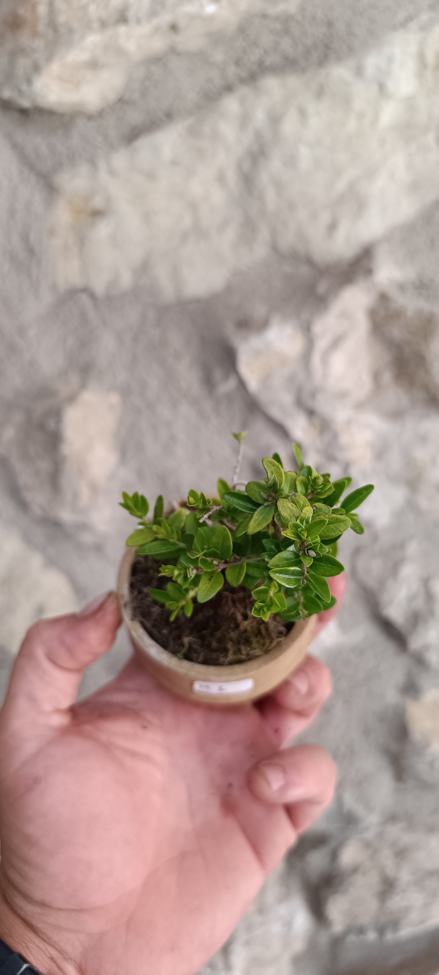 Mini Bonsái Madreselva Enana  nº1