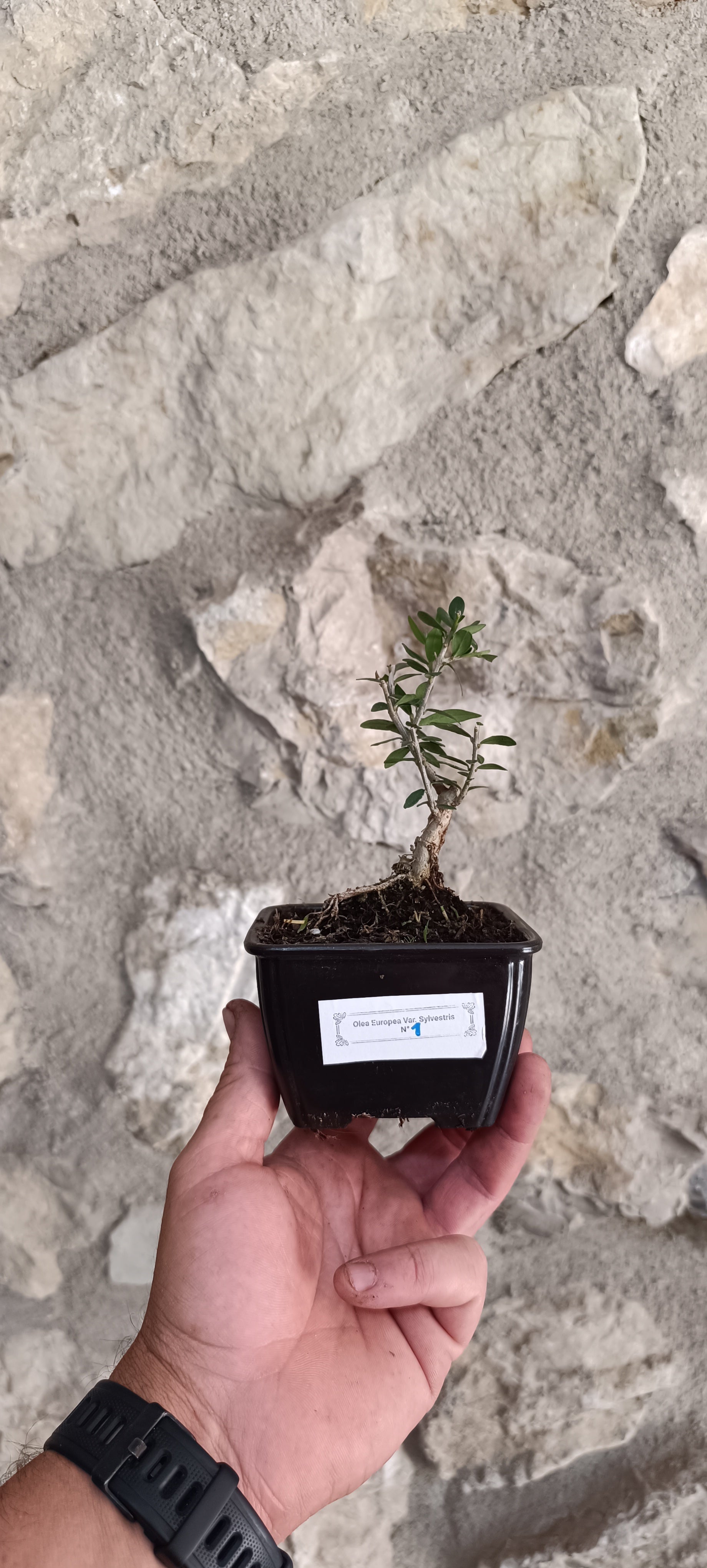 Mini Prebonsái Acebuche — Olea europaea var. sylvestris