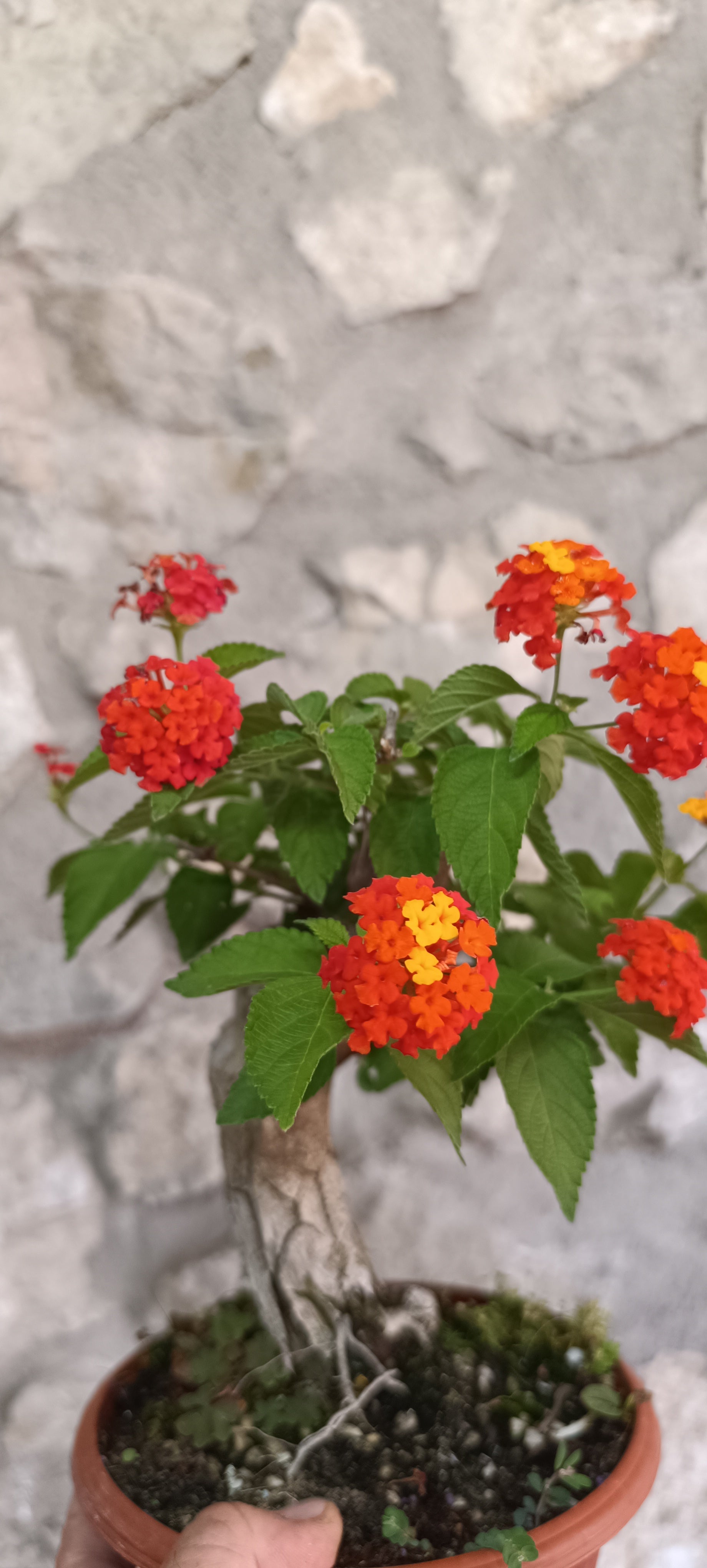 Prebonsai de Lantana Camara (La Bandera de España)