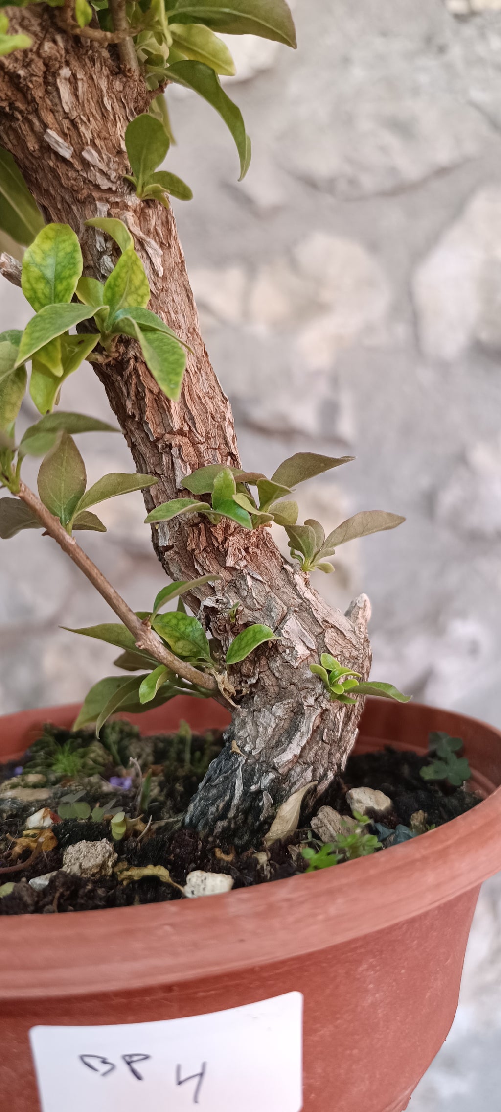 Prebonsai de Bugambilla nº4 (Bougainvillea)