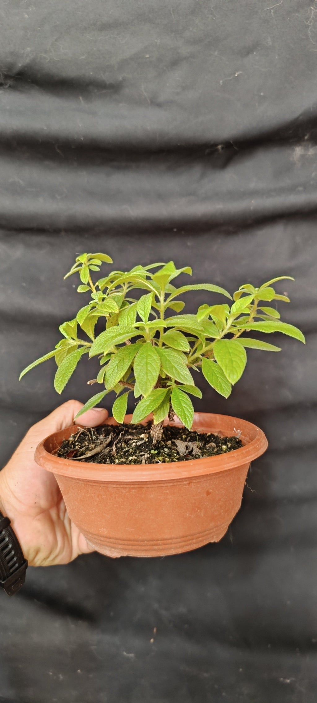 Prebonsái Ceanothus, vista lateral mostrando estructura de tronco y ramas en desarrollo