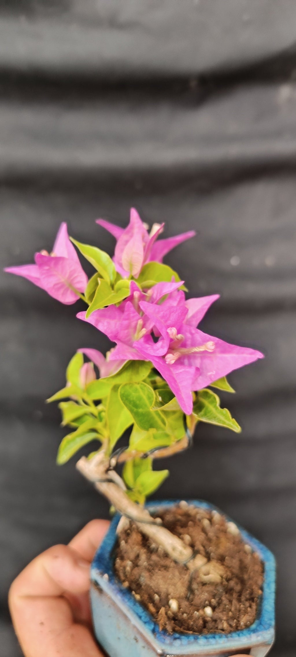 Mini bonsái Bugambilla en flor, detalle de brácteas rosa-fucsia y tronco lignificado