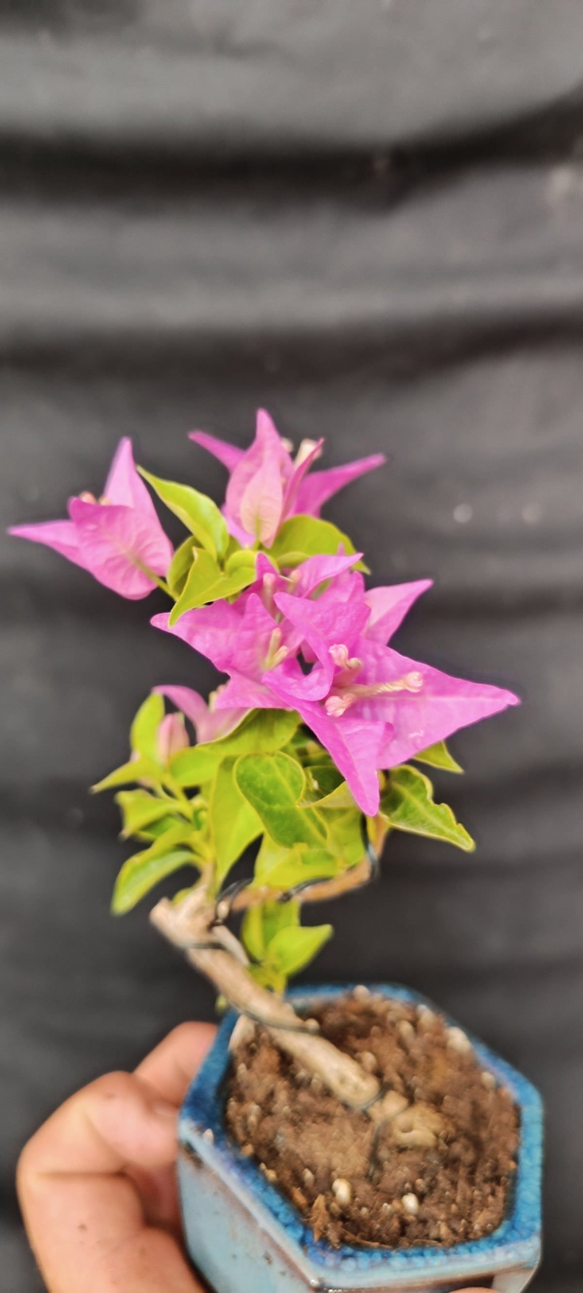Mini bonsái Bugambilla en flor, detalle de brácteas rosa-fucsia y tronco lignificado