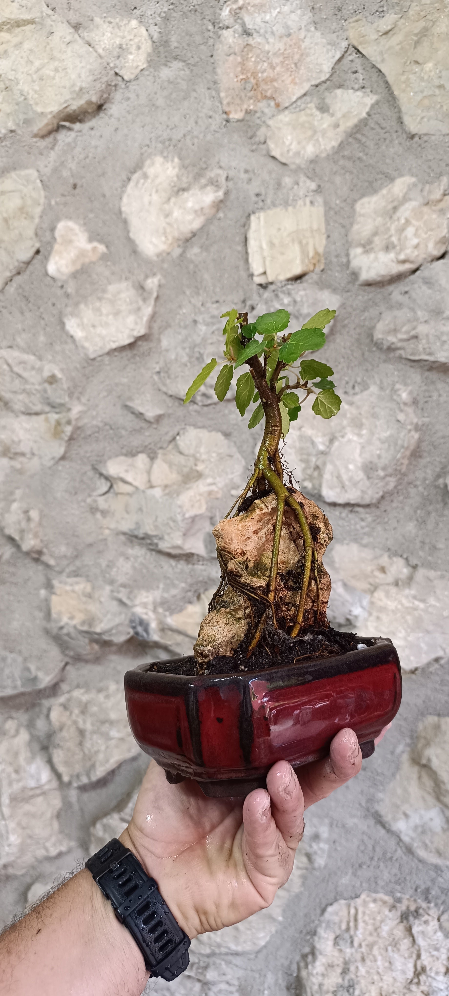 Bonsái Ficus Carica sobre Roca – Maceta China Esmaltada