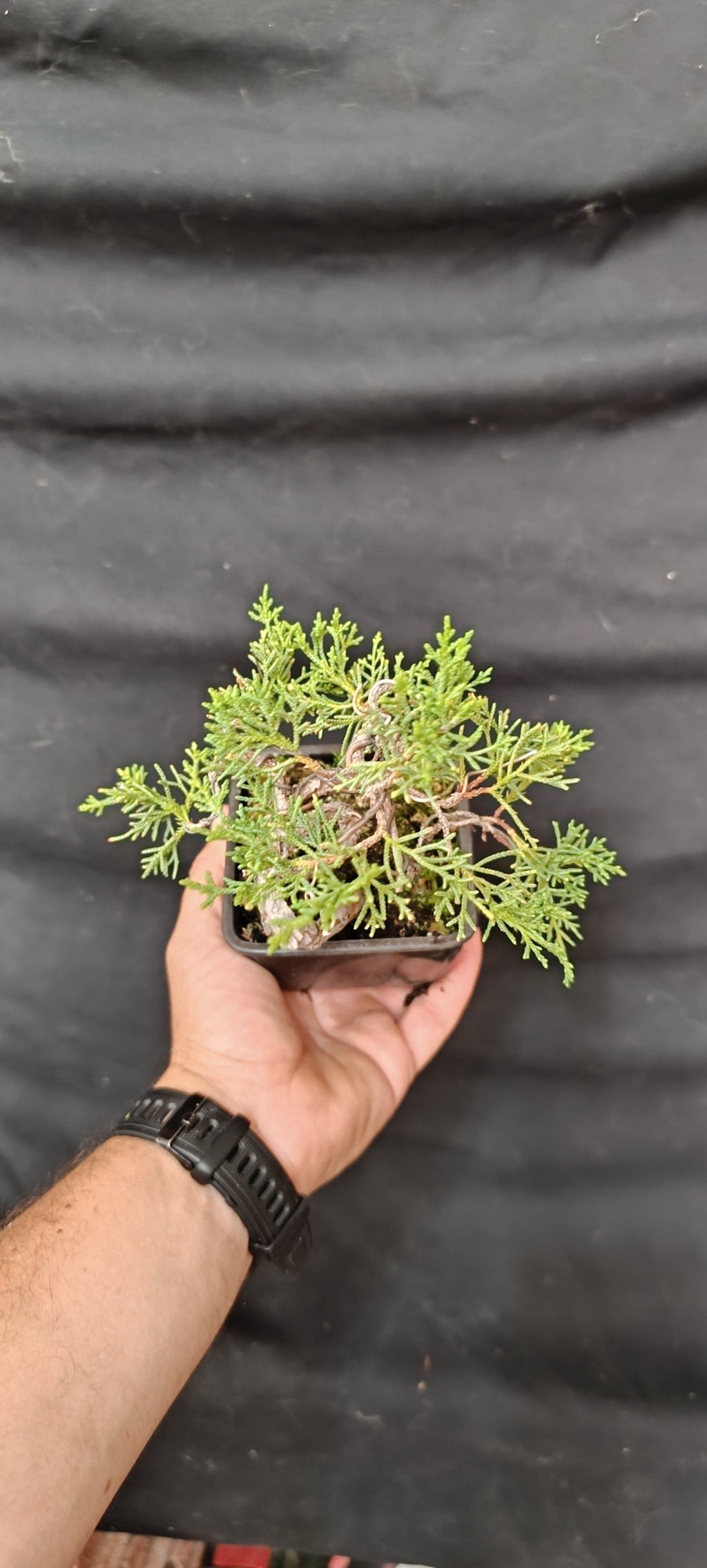 Mini prebonsái Juniperus Kishu, vista superior mostrando follaje fino y compacto tras limpieza de brotes internos