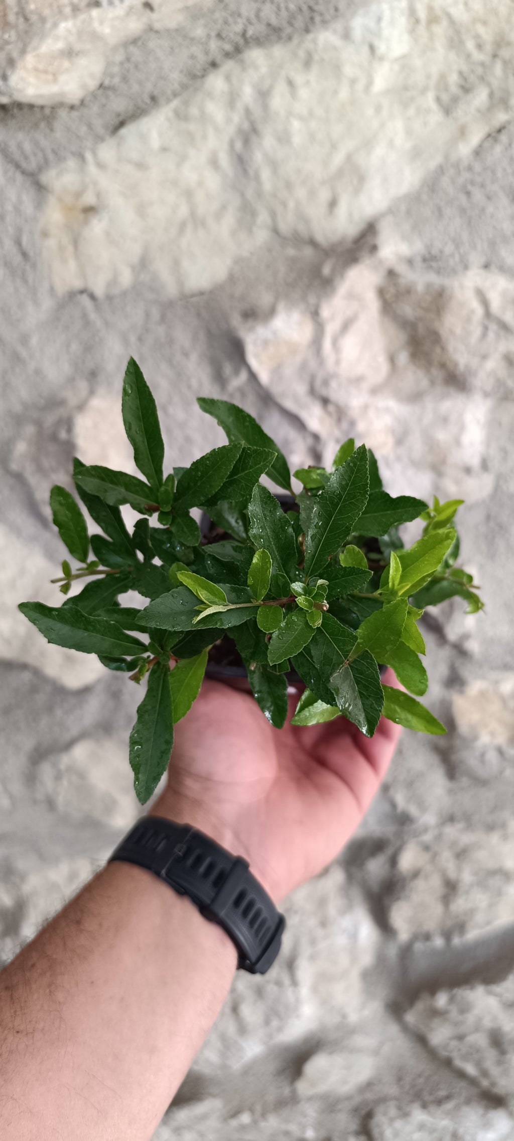 Mini Prebonsái Piracanta de Fruto Rojo — Pyracantha coccinea