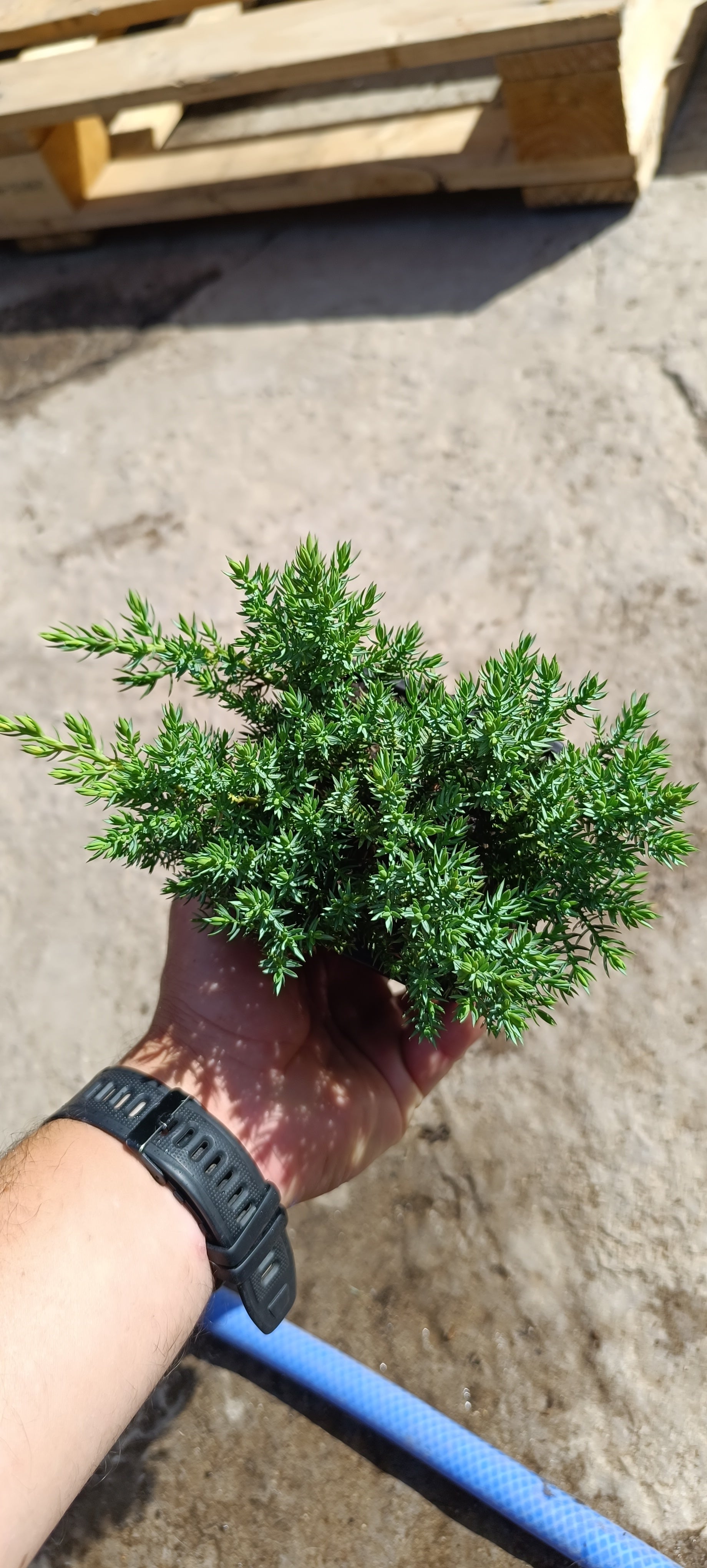 Prebonsai Mini Juníperos Procumbens nana