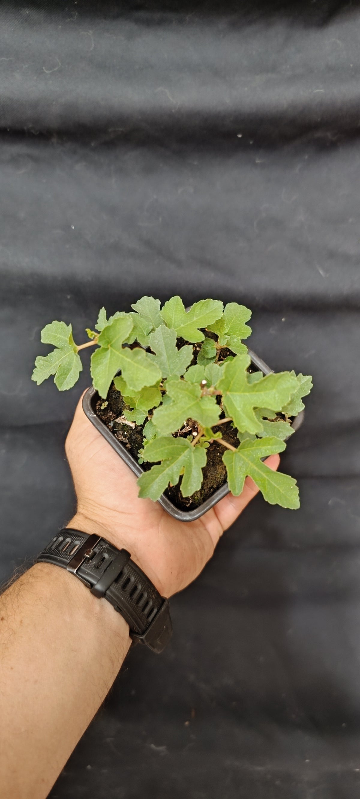 Mini Prebonsái Higuera – Ficus carica – Ejemplar H2