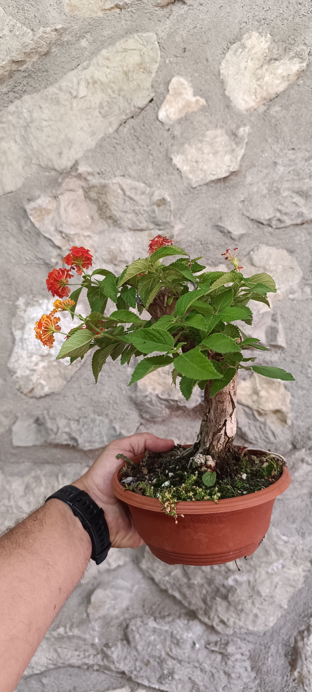 Prebonsai de Lantana Camara (La Bandera de España)