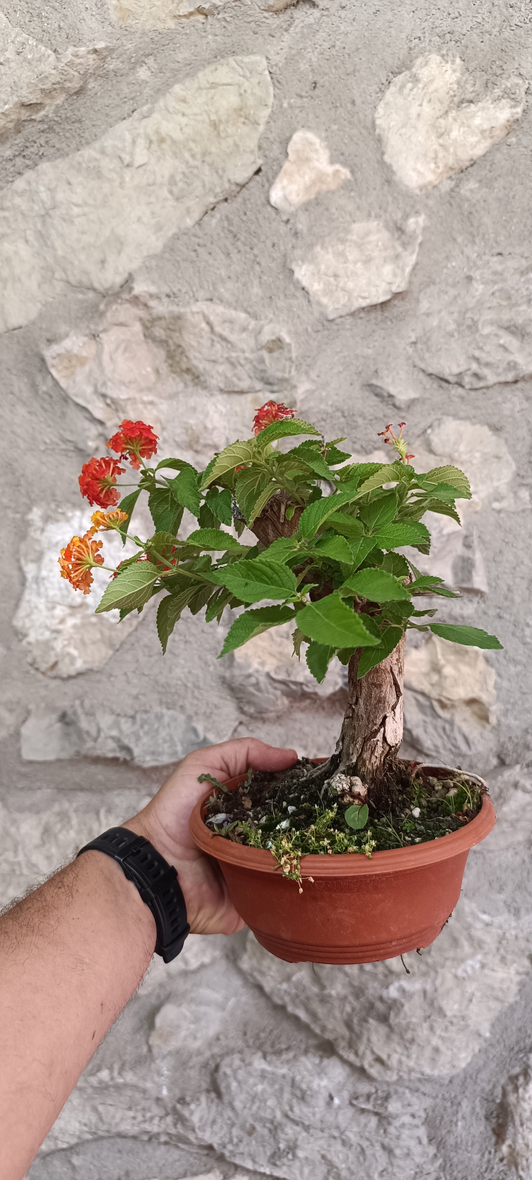 Prebonsai de Lantana Camara (La Bandera de España)