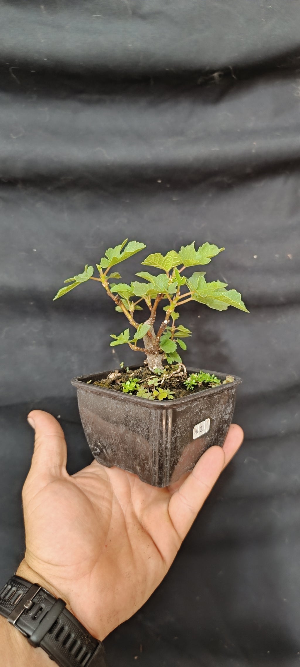 Mini Prebonsái Higuera – Ficus carica – Ejemplar H2