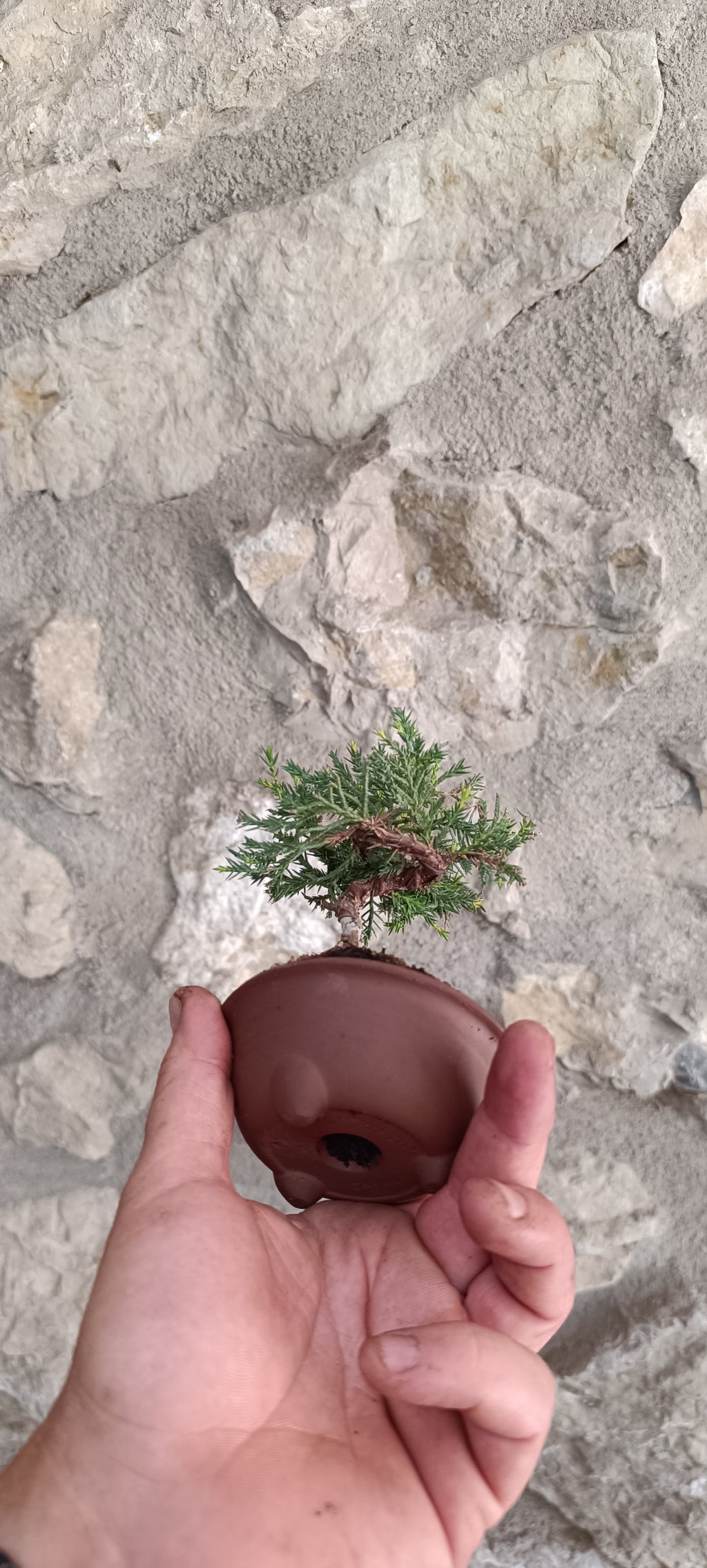 Mini Bonsai Junipero n°2