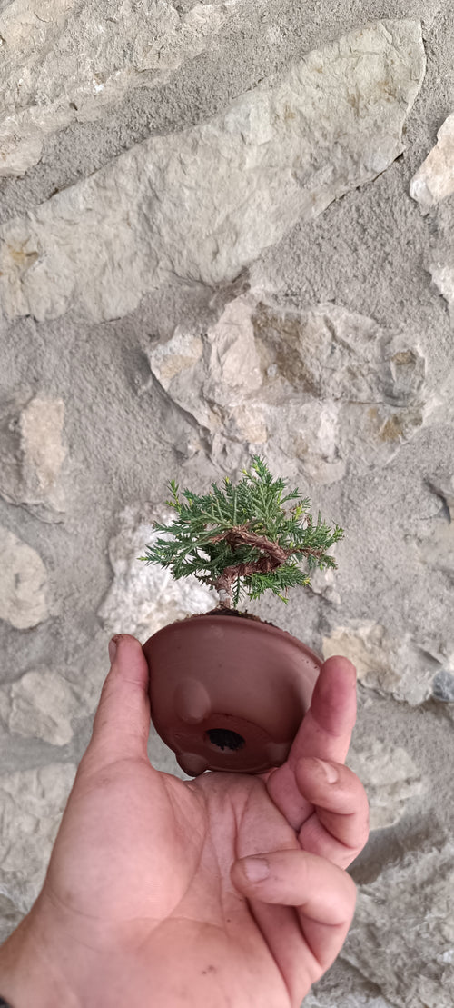 Mini Bonsai Junipero n°2