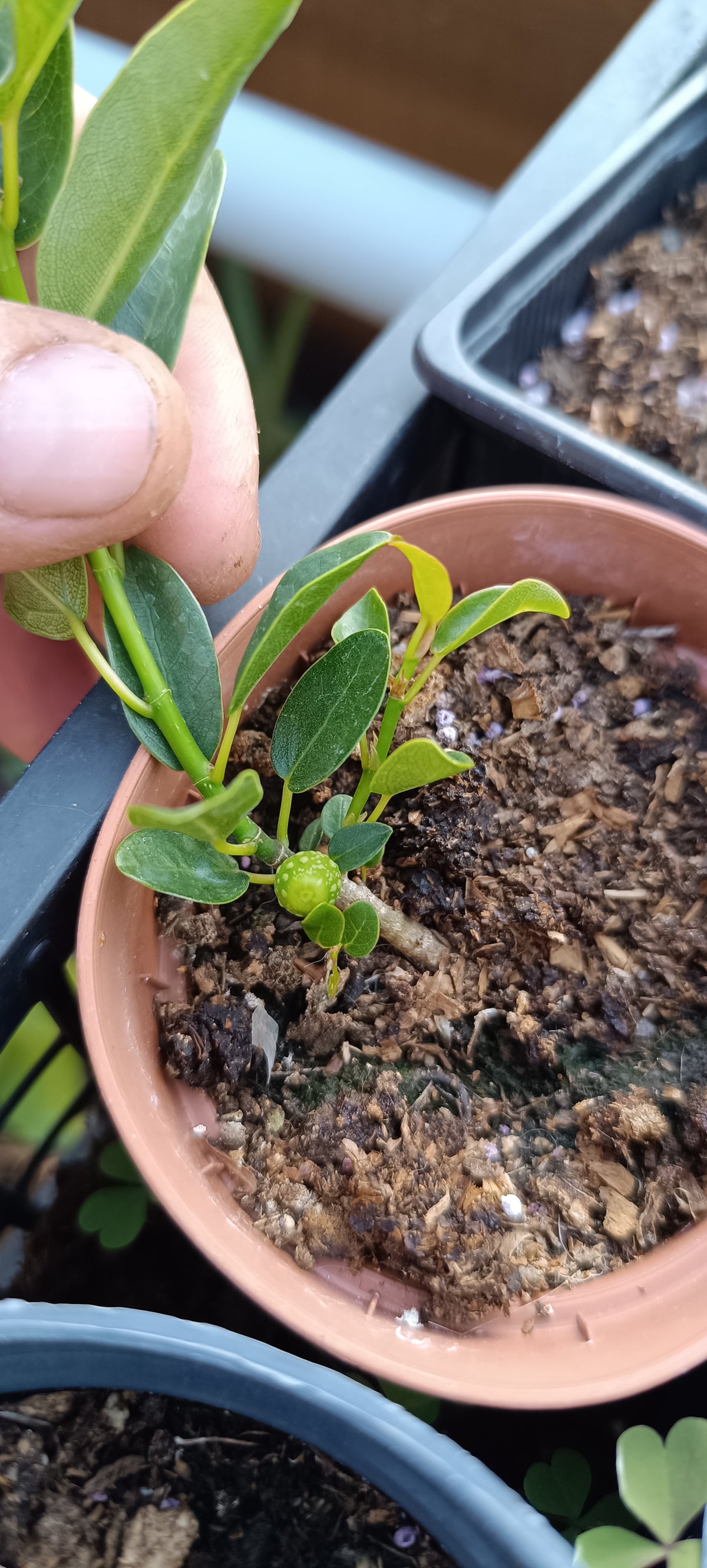 Plantón de Ficus Burtt Davyii 'Nana' – Ficus para Bonsái