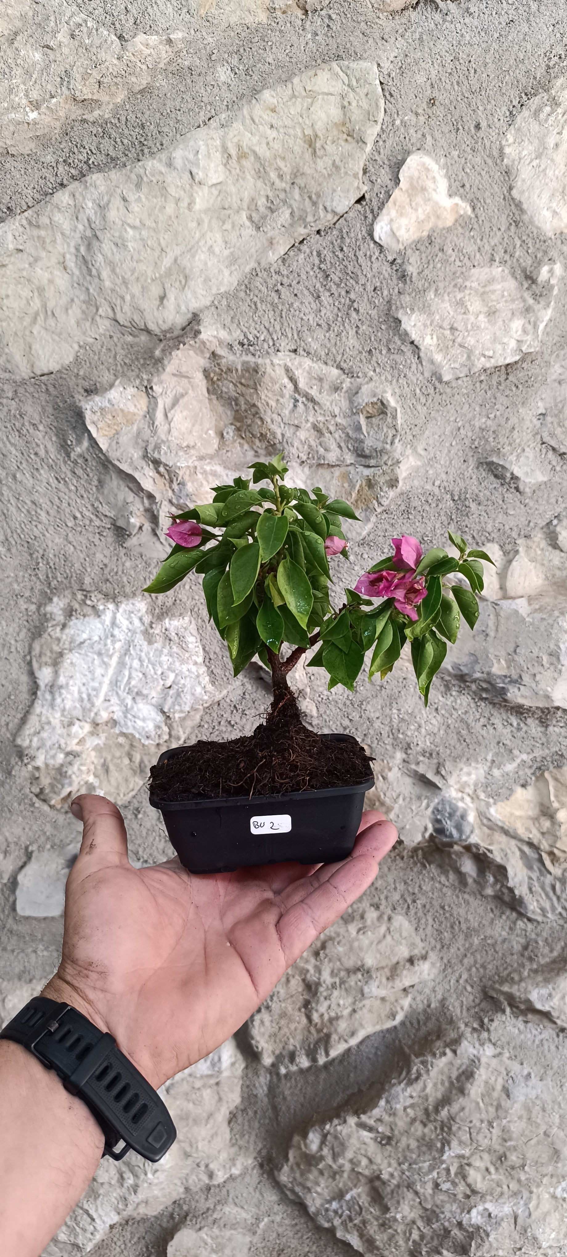 Mini Bonsái Bugambilla Thai BU2