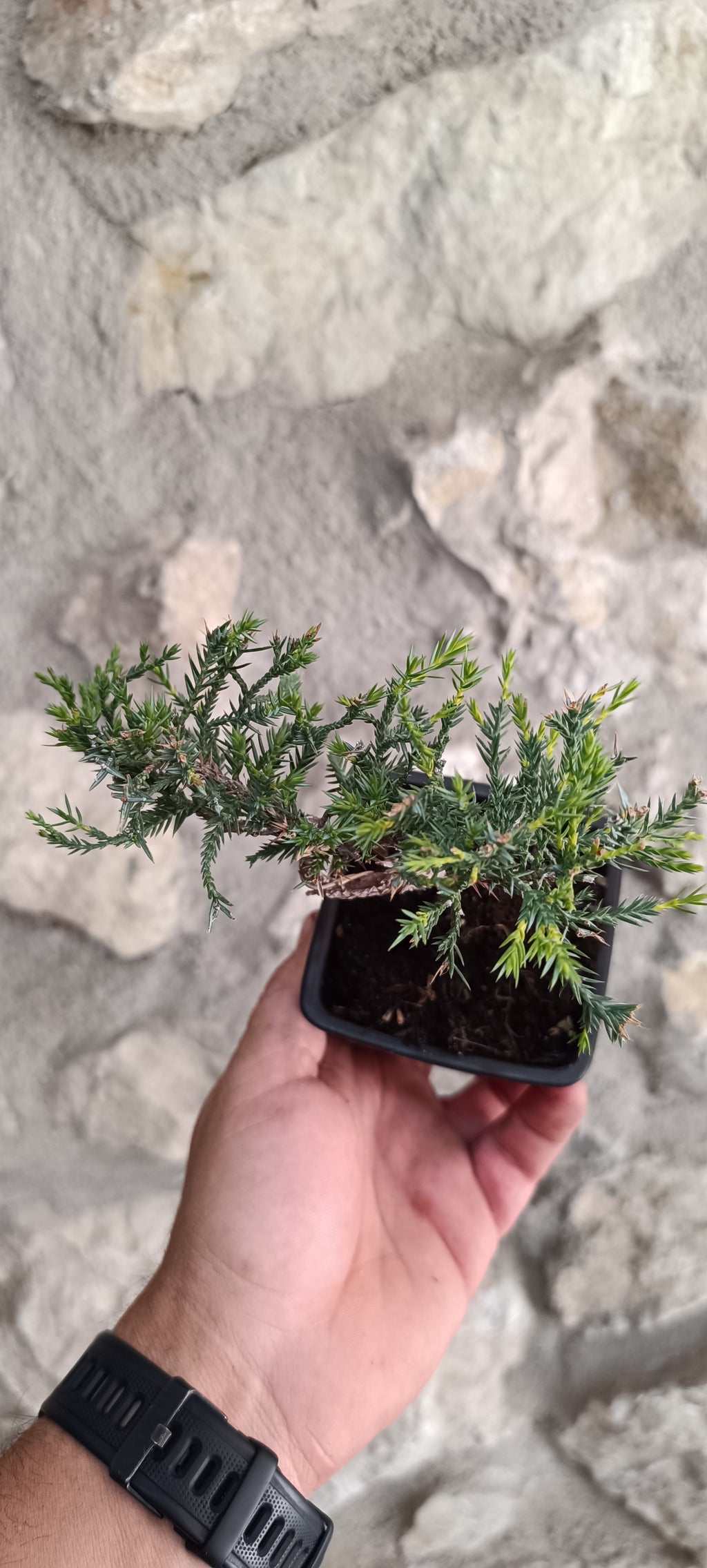 Mini Prebonsai Junipero n°2