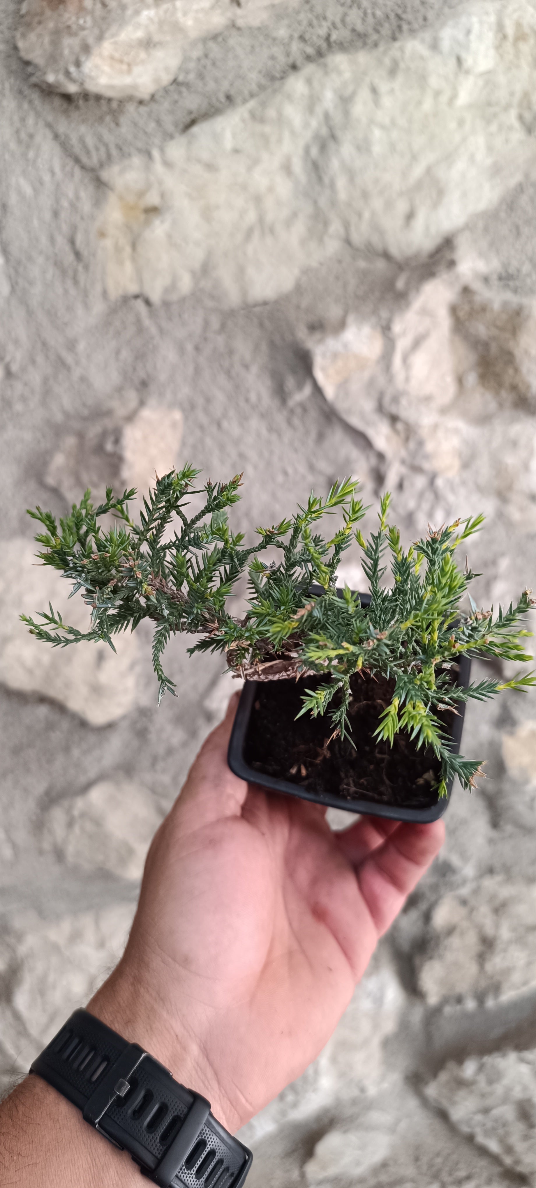 Mini Prebonsai Junipero n°2